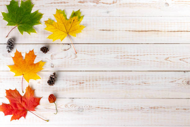 istock Autumn composition. Multi-colored maple leaves: red, green and yellow with spruce cones on wooden white background. Autumn, fall, thanksgiving day concept. Flat lay, top view, copy space 1279665679