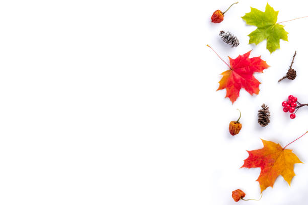 istock Autumn composition. Multi-colored maple leaves: red, green and yellow with spruce cones on white background. Autumn, fall, thanksgiving day concept. Flat lay, top view, copy space 1279665741