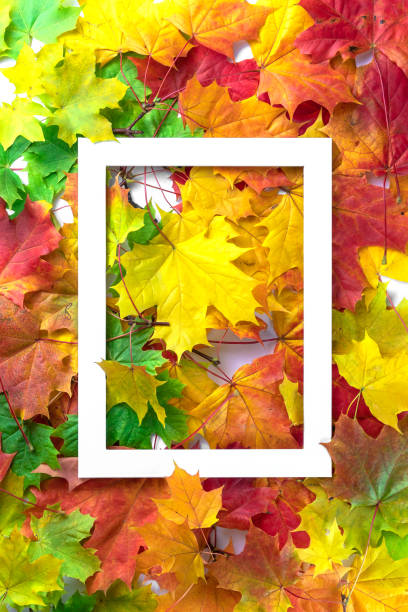 istock Autumn composition. Multi-colored maple leaves: red, green and yellow as a background and white frame for copy space. Autumn, fall, thanksgiving day concept. Flat lay, top view 1279665754