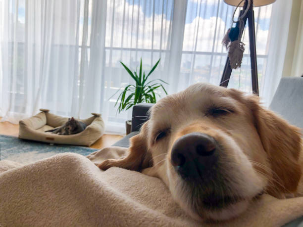 CAT, DOG, PET, ANIMAL, SLEEPING