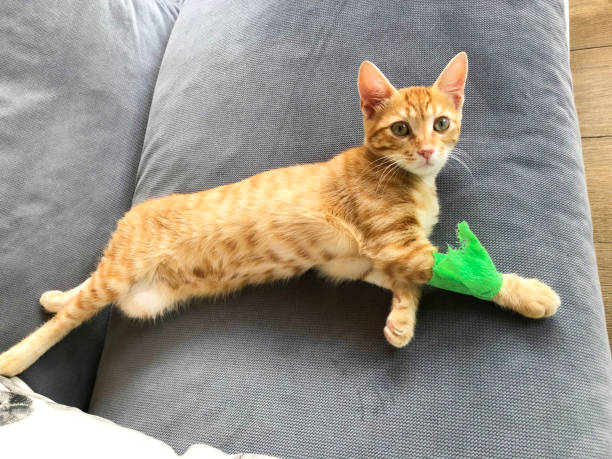 istock CUTE INJURED KITTEN WITH BANDAGE ON THEIR ARM LYING DOWN 1279666394