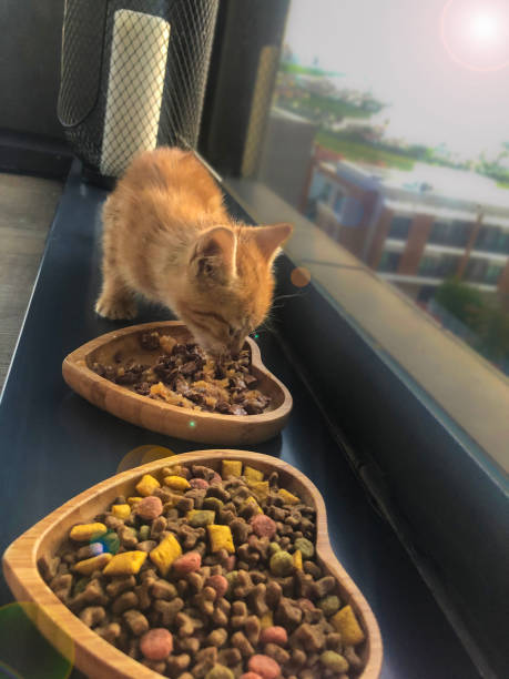 istock CUTE LITTLE KITTEN EATING THEIR CAT FOOD 1279666856
