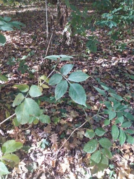 istock Green bush in the autumn forest 1279667282