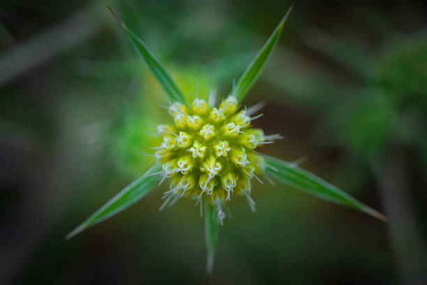 Green plant