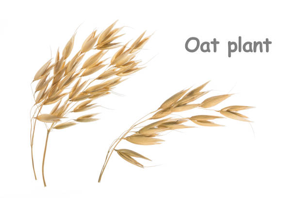 シャドウクリッピングパスなしで白で隔離されたオートプラント - oat oatmeal rolled oats oat flake ストックフォトと画像