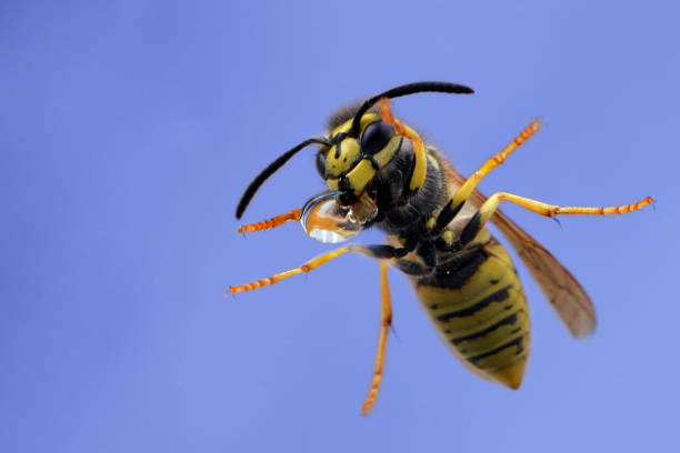 istock Wasp (Vespula vulgaris or germanica) drinking from water drop on the window and isolated on blue background 1279669084