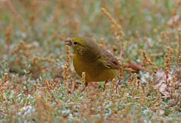 Greenish Yellow-finch (Sicalis olivascens) male on ground feeding onb weed seeds"n"nSalta, Argentina           January