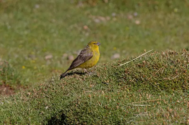 Greenish Yellow-finch (Sicalis olivascens) adult male standing on Puna grassland"n"nJujuy, Argentina      January