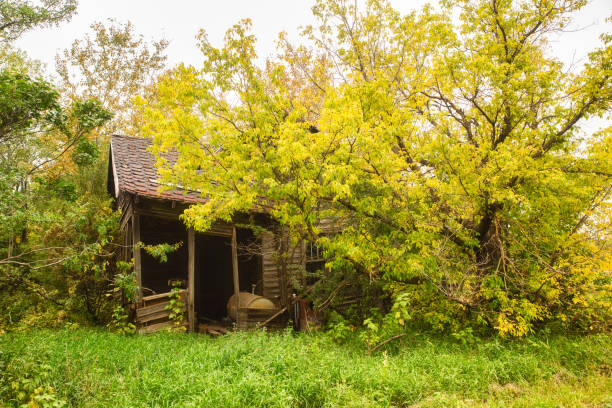 A collapsing wooden farm house surrounded by colorful autumn trees in a countryside fall landscape