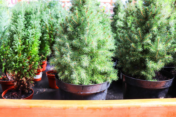 istock Christmas trees in pots for sale 1279671116