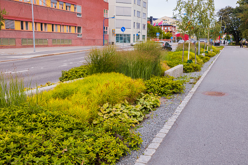 Beautiful view of decoration of asphalt roadside with green plants. Beautiful green backgrounds. Uppsala. Sweden.