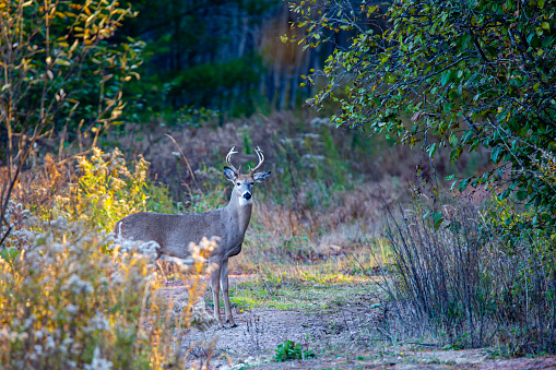 White-tailed deer, buck (Odocoileus virginianus) in  a central Wisconsin forest, horizontal