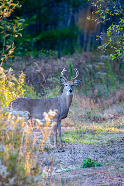 istock White-tailed deer, buck (Odocoileus virginianus) in  a Wisconsin forest 1279671289