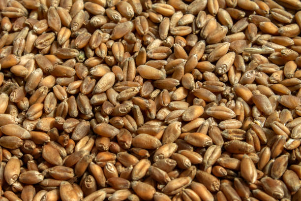 istock Wheat grain of forage varieties. Texture, background 1279671556