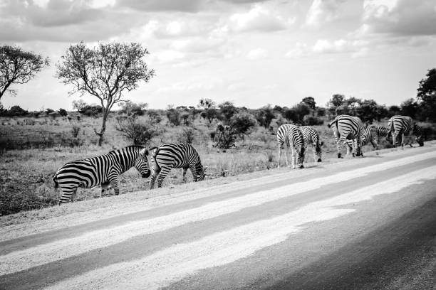 monochromous - zebra africa wildlife nature photos et images de collection