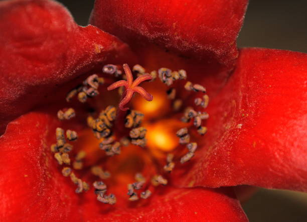 istock Red beautiful Chinese flower close-up. 1279672660