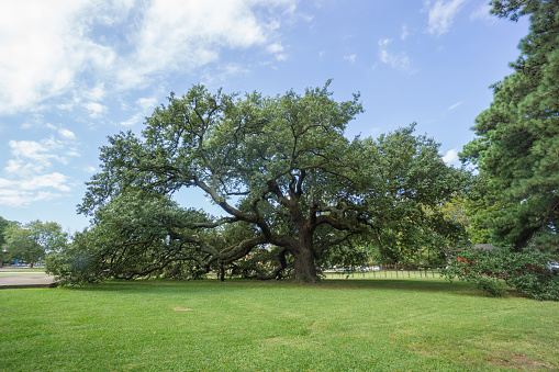 The oak tree is located in Hampton Virginia, outside the Hampton University campus. In 1863 it was under this tree that Lincoln's Emancipation Proclamation was read to the black community. The tree was later named Emancipation Oak.