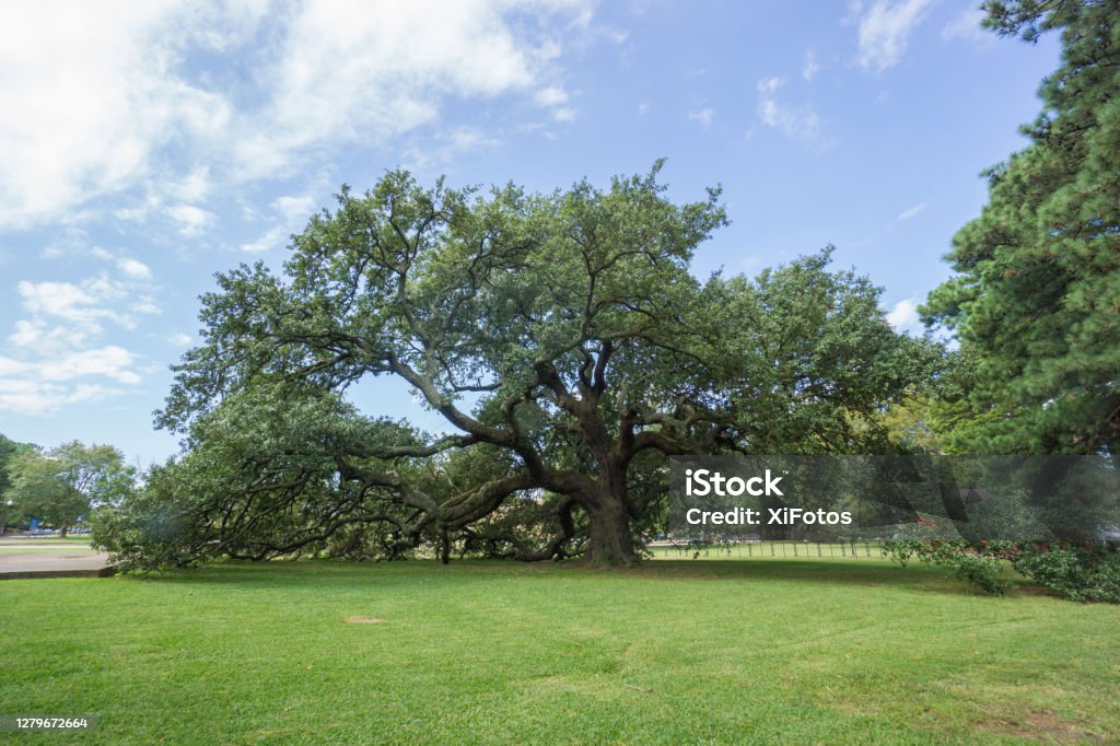 Emancipation Oak, Hampton Virginia The oak tree is located in Hampton Virginia, outside the Hampton University campus. In 1863 it was under this tree that Lincoln's Emancipation Proclamation was read to the black community. The tree was later named Emancipation Oak. Oak Tree Stock Photo