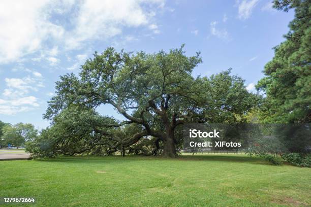 Emancipation Oak Hampton Virginia Stock Photo - Download Image Now - Oak Tree, Abolitionism - Anti-slavery Movement, Freedom