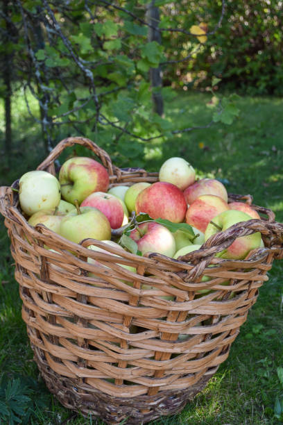 istock Basket with newly picked apples 1279673254