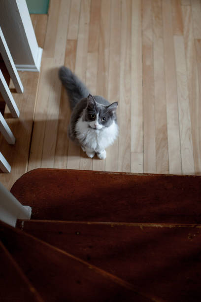 Portrait of a cat