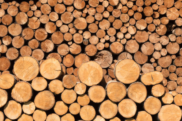 istock Large number of tree trunks cut and stacked 1279674396
