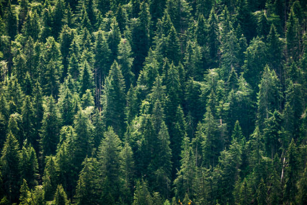 istock Green forest of firs. Copy space 1279674411