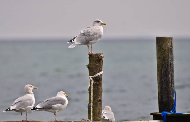 istock Single Seagulls, close up,  sitting on a pole in beautiful pastel pink light at the shore 1279674525