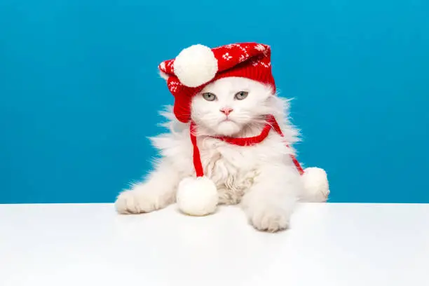 Winter is coming and I'm ready for winter with Red Stocking Hat on White Table. Scottish Fold LongHair White Kitten Moving Up