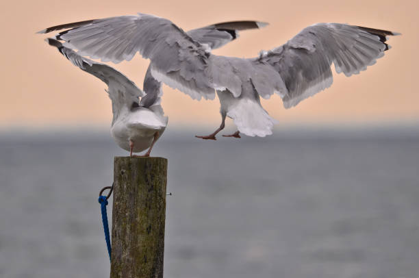 istock Two seagulls ar batteling and flying at a seat on a blue wooden pole, in bright dusk light 1279676489