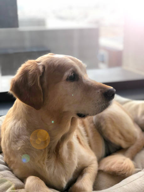 istock CHILLED GOLDEN RETRIEVER DOG LOOKING AT SOMETHING 1279676751