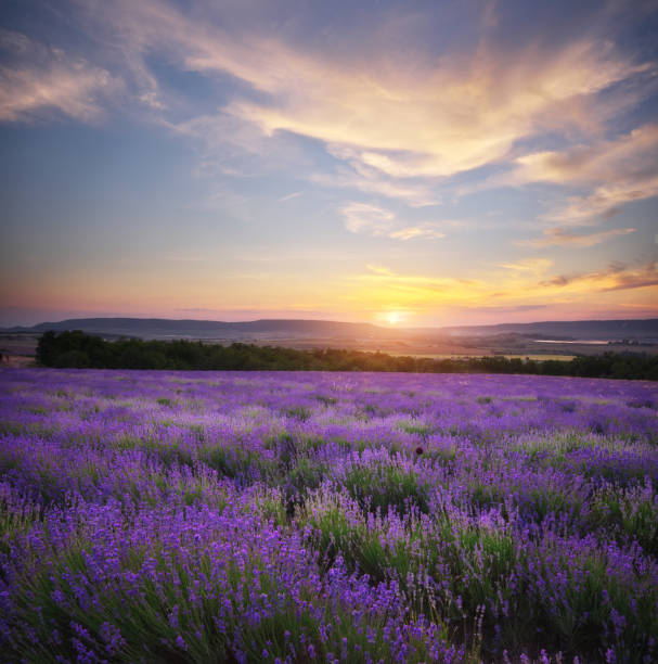 istock Meadow of lavender. 1279676815