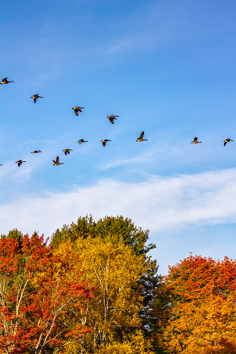 Canada geese in flight over colorful trees. Autumn background.