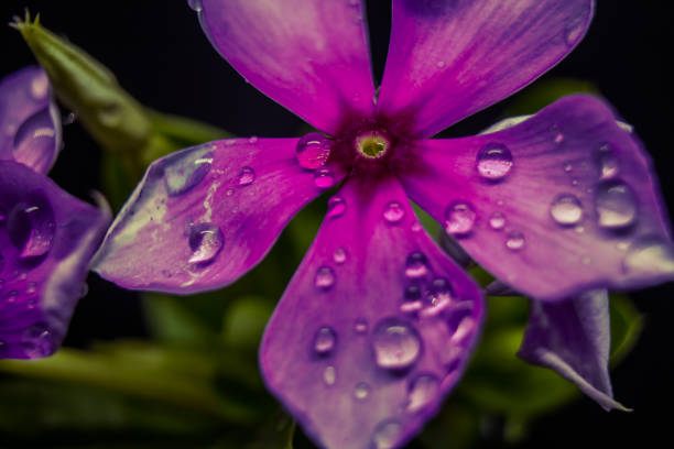 istock Close up view on periwinkle flower 1279677990