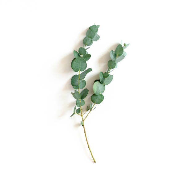 istock Eucalyptus branch on a white background 1279678118