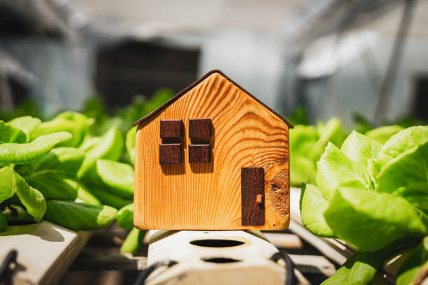 House model with fresh organic vegetable grown using hydroponic farming.