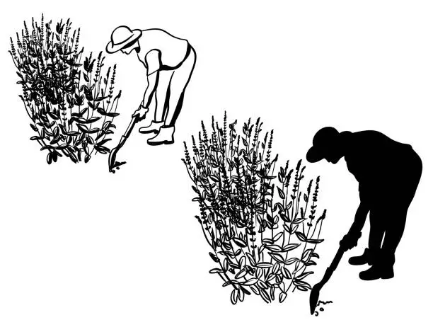 Vector illustration of Lavender Gardening Silhouette