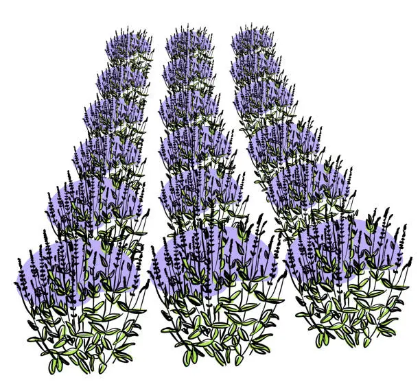 Vector illustration of Lavender Field