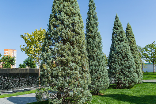 Close-up of trimmed Arizona cypress (Cupressus arizonica) 'Blue Ice' in city park Krasnodar. Public landscape 'Galitsky park' for relaxation and walking in sunny autumn September 2020