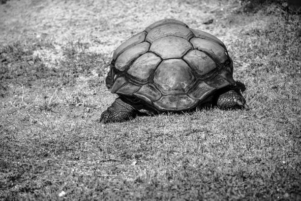 istock Large shell of an Aldabra giant tortoise 1279682307