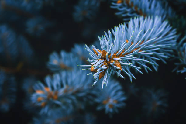 istock Blue spruce branch, young cones, picea pungens 1279682479