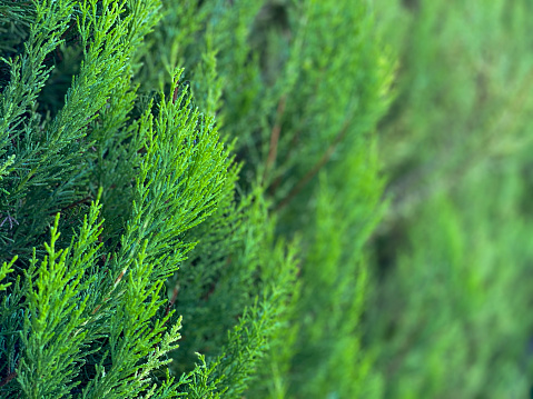 Close up of leyland cypress hedge in a garden