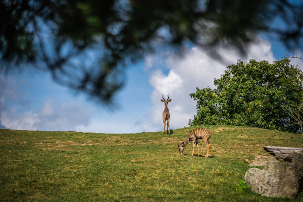 Herd of Antelopes roaming on a grassy hill in summer