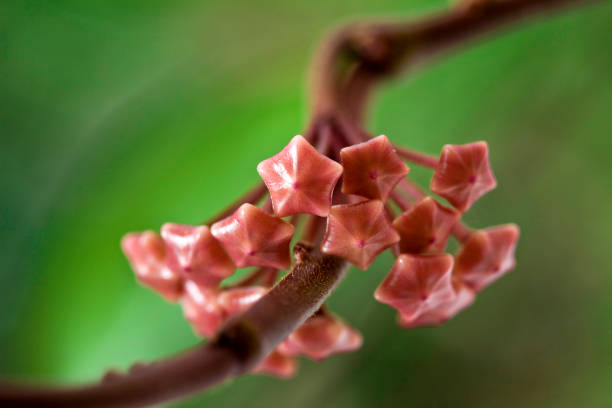 istock Hoya fleshy pink buds 1279685417