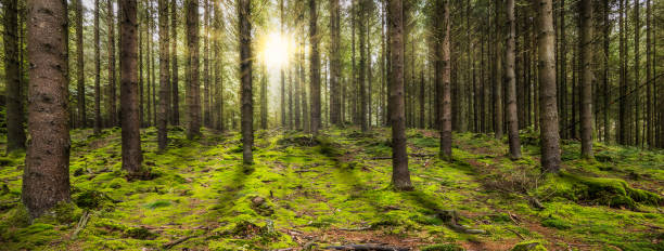 istock Beautiful panoramic forest with the morning sun shining through the trees. 1279685492