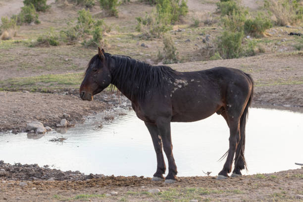 istock Wild Horse at a Desert Waterhole 1279687774