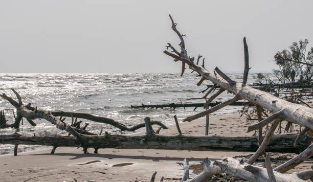 istock Wild desert beach with fallen trees. Cape Kolka Latvia. 1279687998