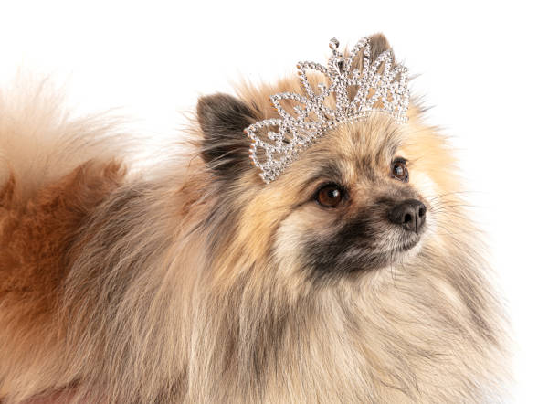 istock Brown Pomeranian Sheepdog with a princess crown 1279689235