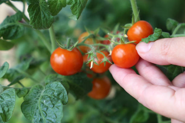 istock Woman picks cherry tomatoes from a branch 1279691740