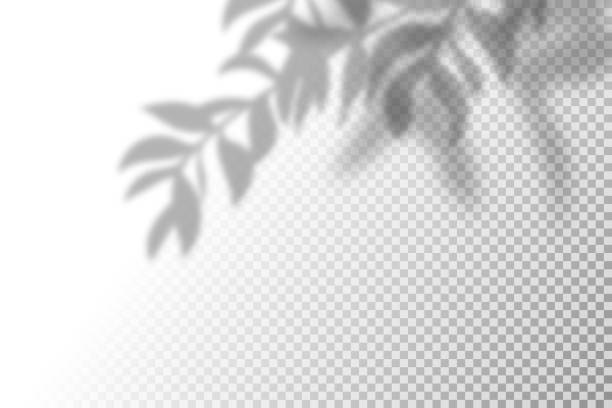 Vector illustration of realistic shadow overlay effect. Blurred transparent soft light shadow of tree branches, leaves and foliage. Contemporary mockup background for product presentation vector art illustration